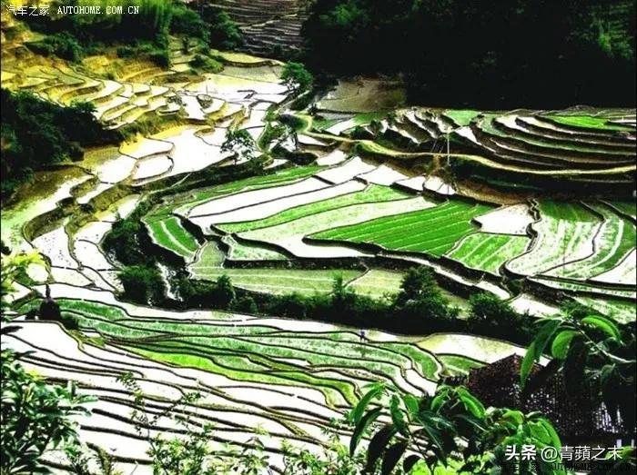 遂川一日游必去景点 醉美梯田—梦幻中的桃花源