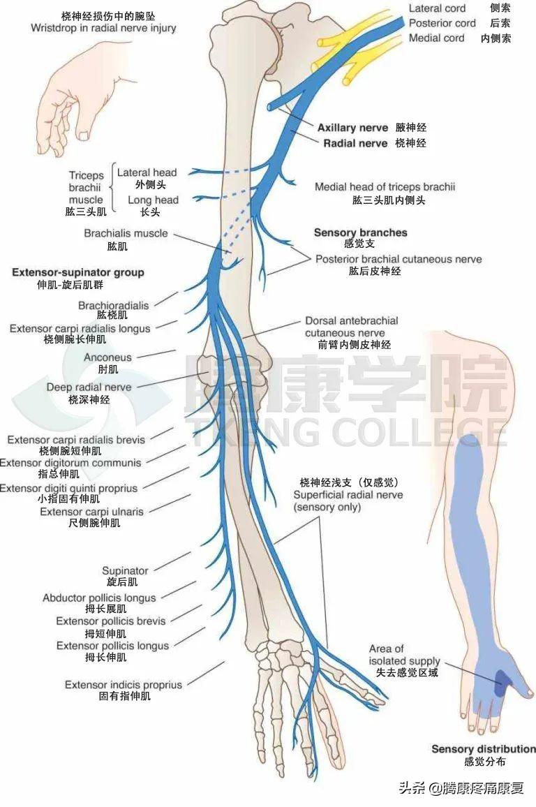 胳膊一抽一抽的疼是怎么了 ？