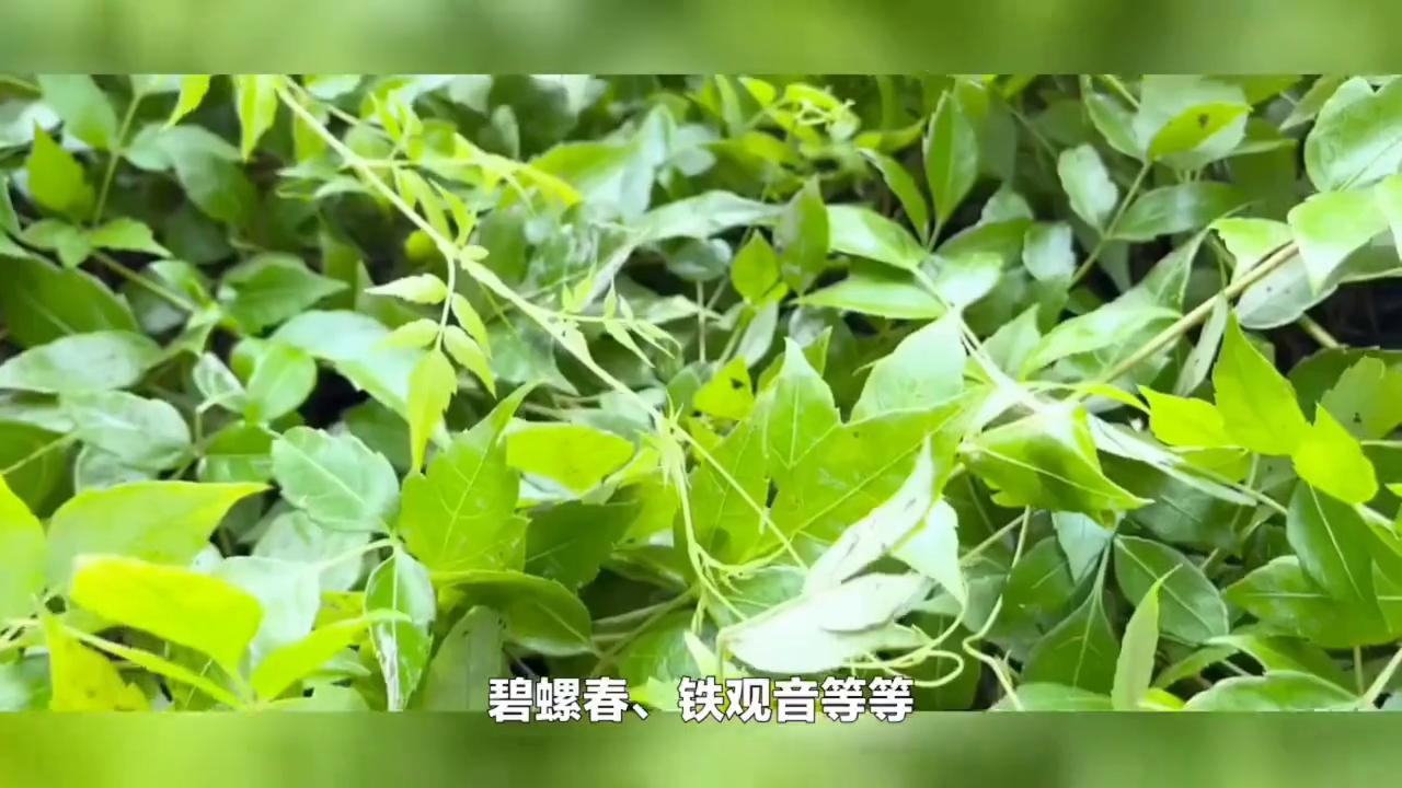 藤茶为什么是甜的 ？你不知道的那些事