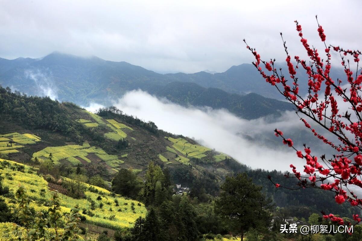 黄山石潭景区介绍 ：油菜花正盛，花期已过半，再不来，花儿就谢了