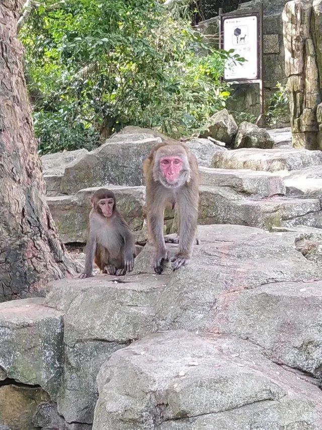 海南猴岛景点介绍  海南十大旅游开发区之一