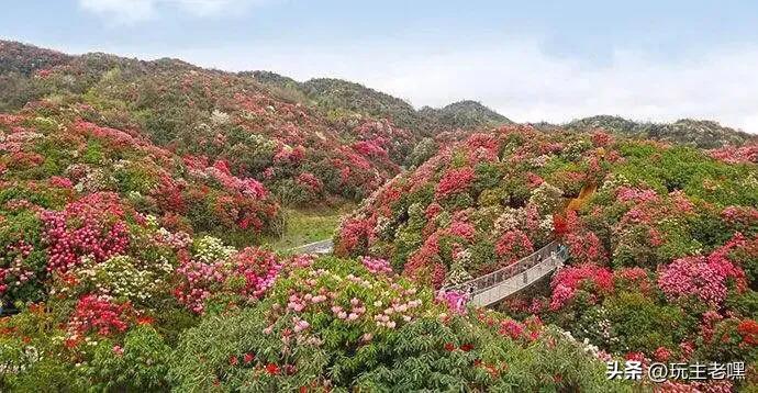 百里杜鹃景区介绍 ，花开时节未逢君