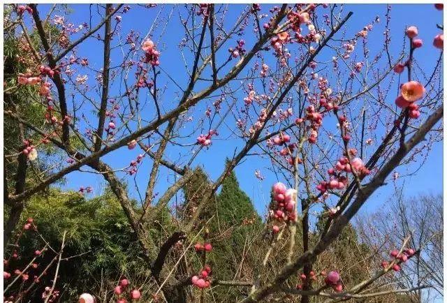 上海大观园门票多少钱一张（关于上海大观园门票价格的最新通知）